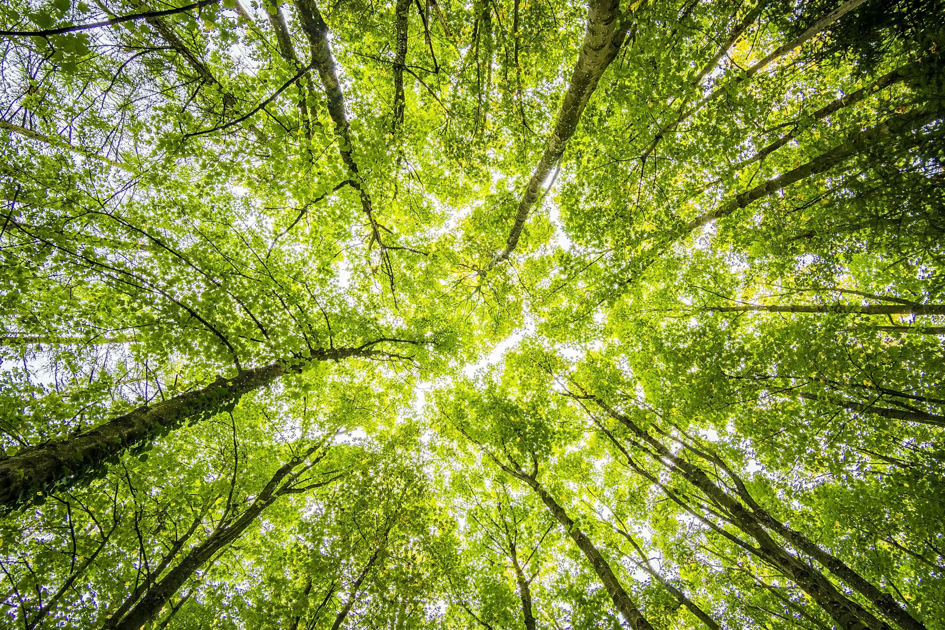 vista dal basso della chioma degli alberi alla luce del sole 