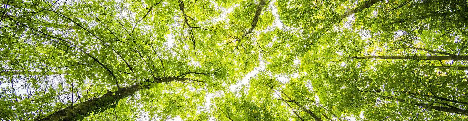 vista dal basso della chioma degli alberi alla luce del sole